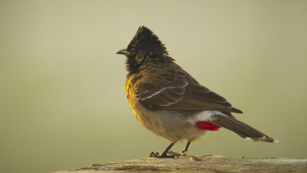 a brown and white bird standing on a rock