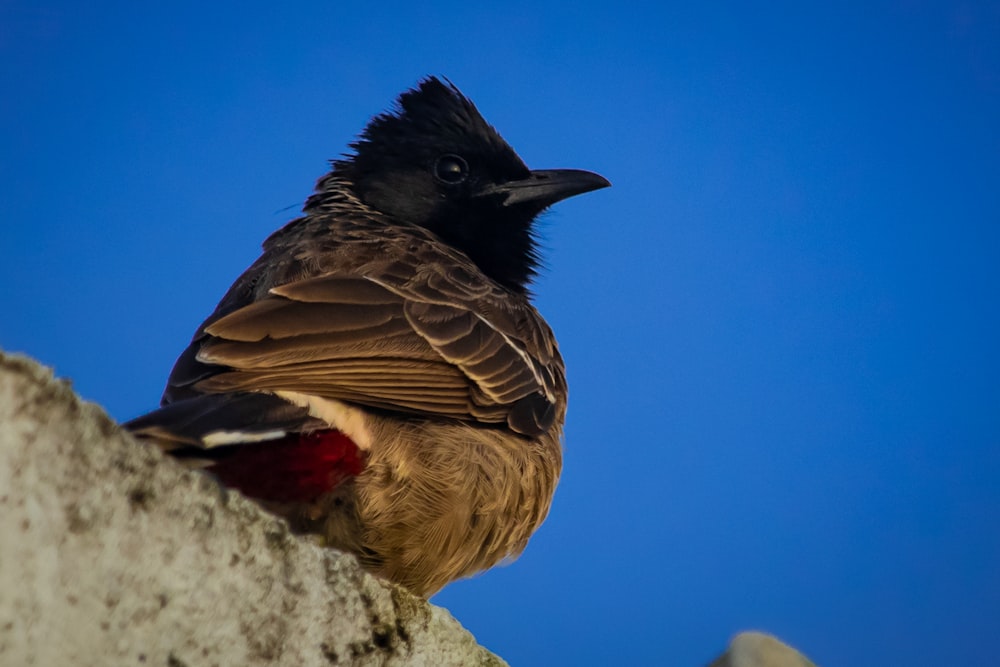 a black bird sitting on top of a rock