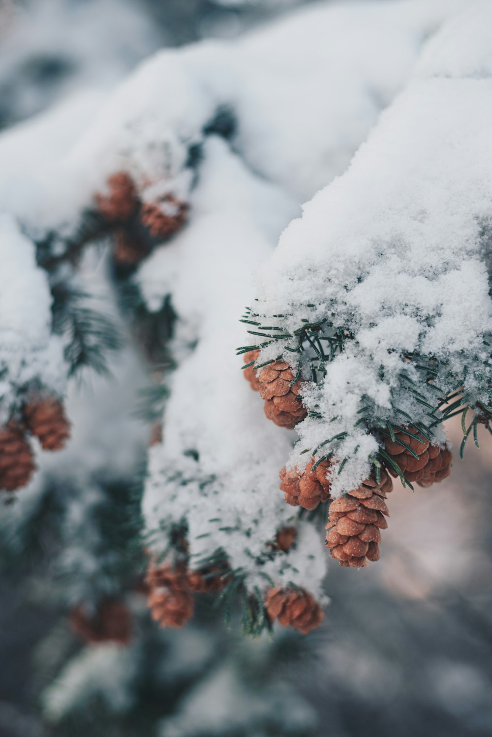 a branch of a tree covered in snow