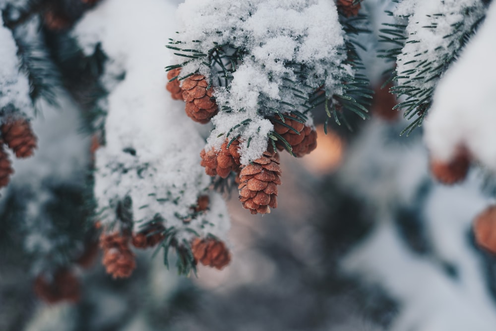 a bunch of pine cones hanging from a tree