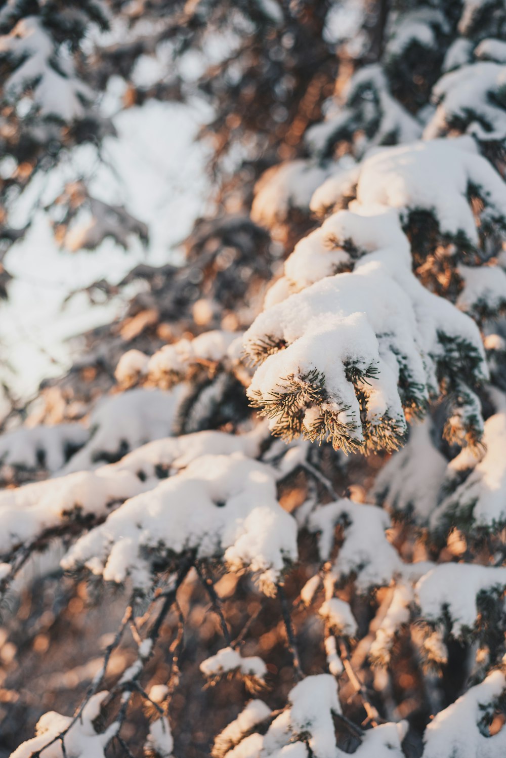 a pine tree covered in snow in a forest