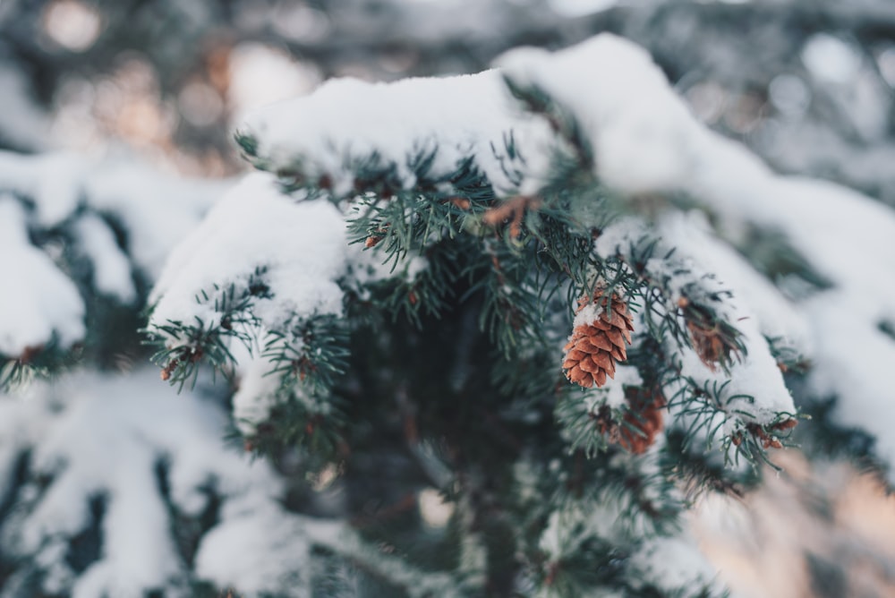 a close up of a pine tree with snow on it