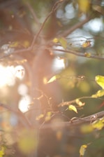 A close-up shot of a forest microphone capturing the gentle rustling of leaves and bird songs.