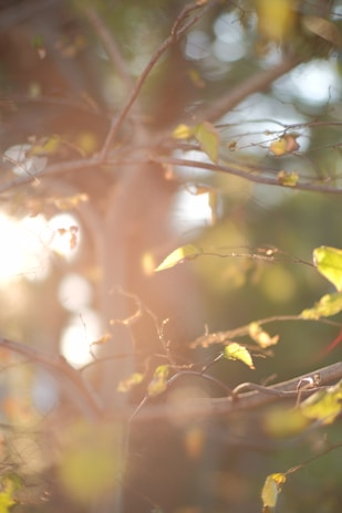 A close-up shot of a forest microphone capturing the gentle rustling of leaves and bird songs.