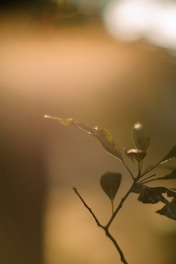 Subject sharply focused against a softly blurred golden-hour bokeh background.