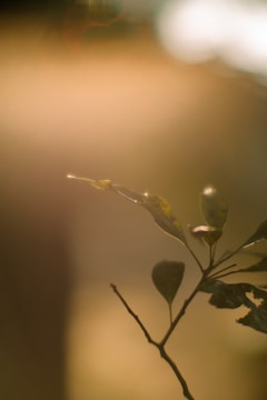 Subject sharply focused against a softly blurred golden-hour bokeh background.