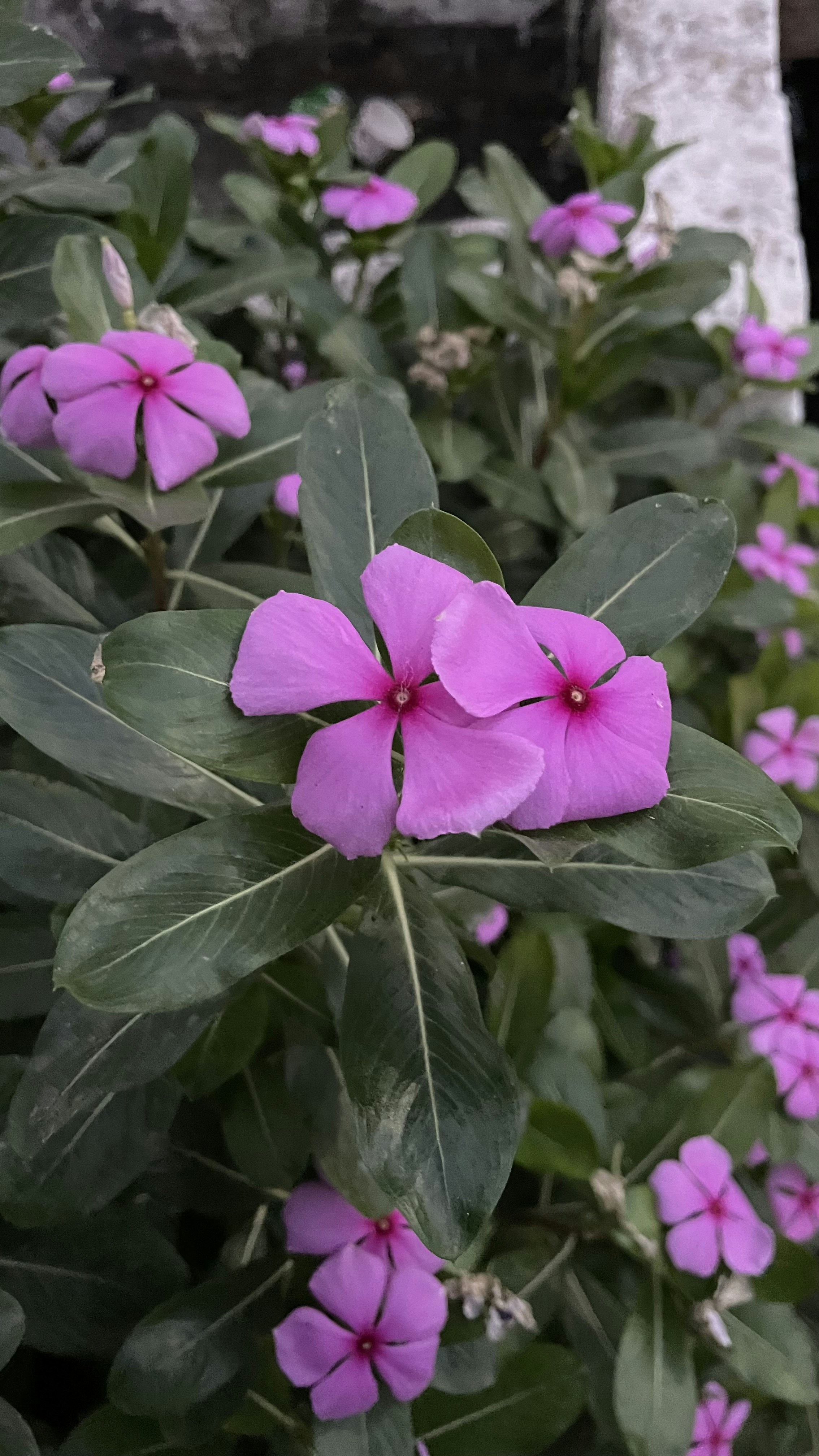 Photo by dhivahar333