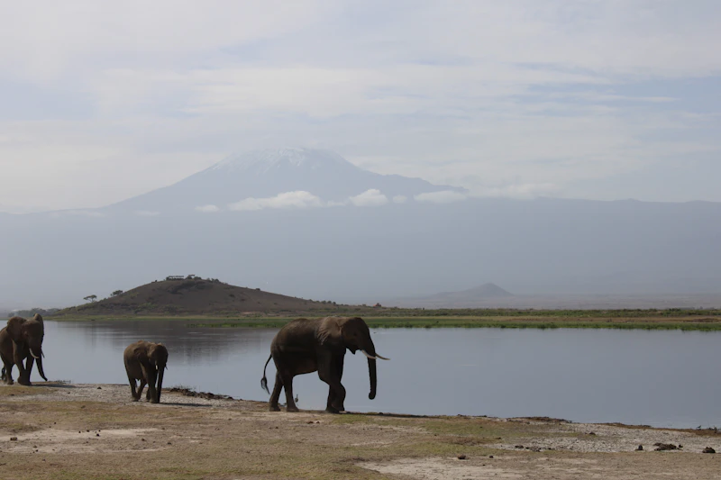 Amboseli National Park