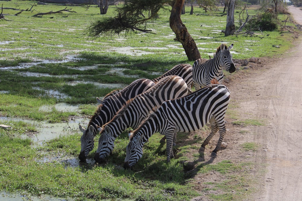 a herd of zebra standing on top of a lush green field