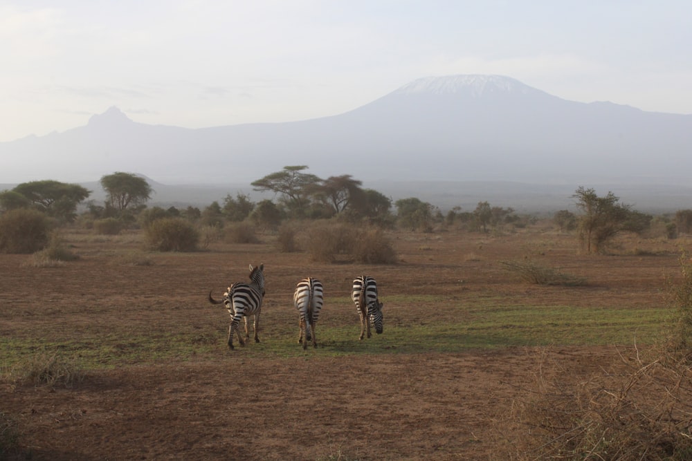 three zebras standing in a field with a mountain in the background