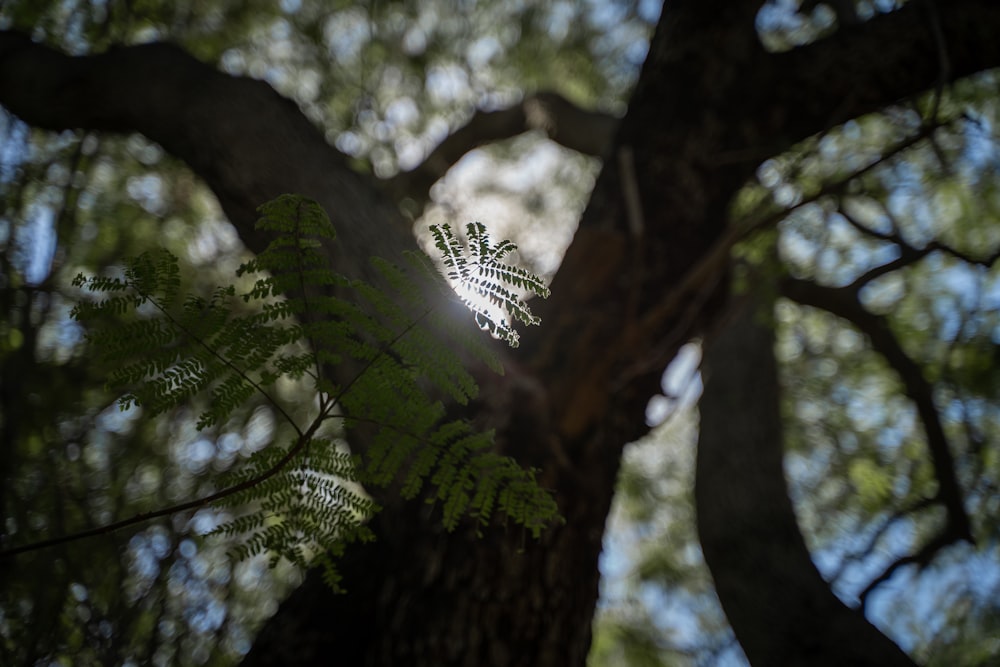 the sun shines through the branches of a tree