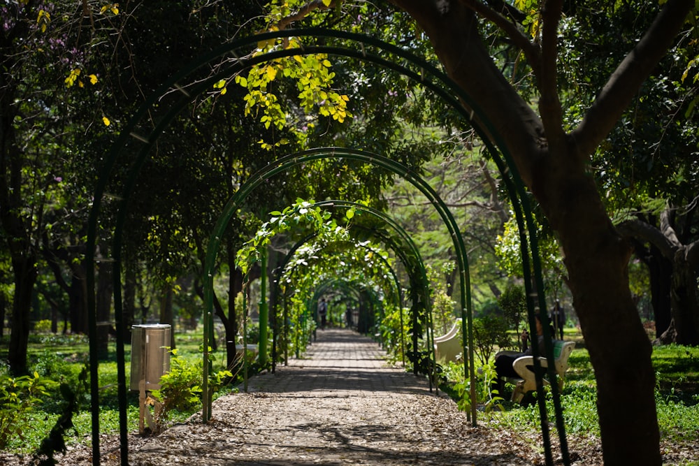 a path in a park lined with trees