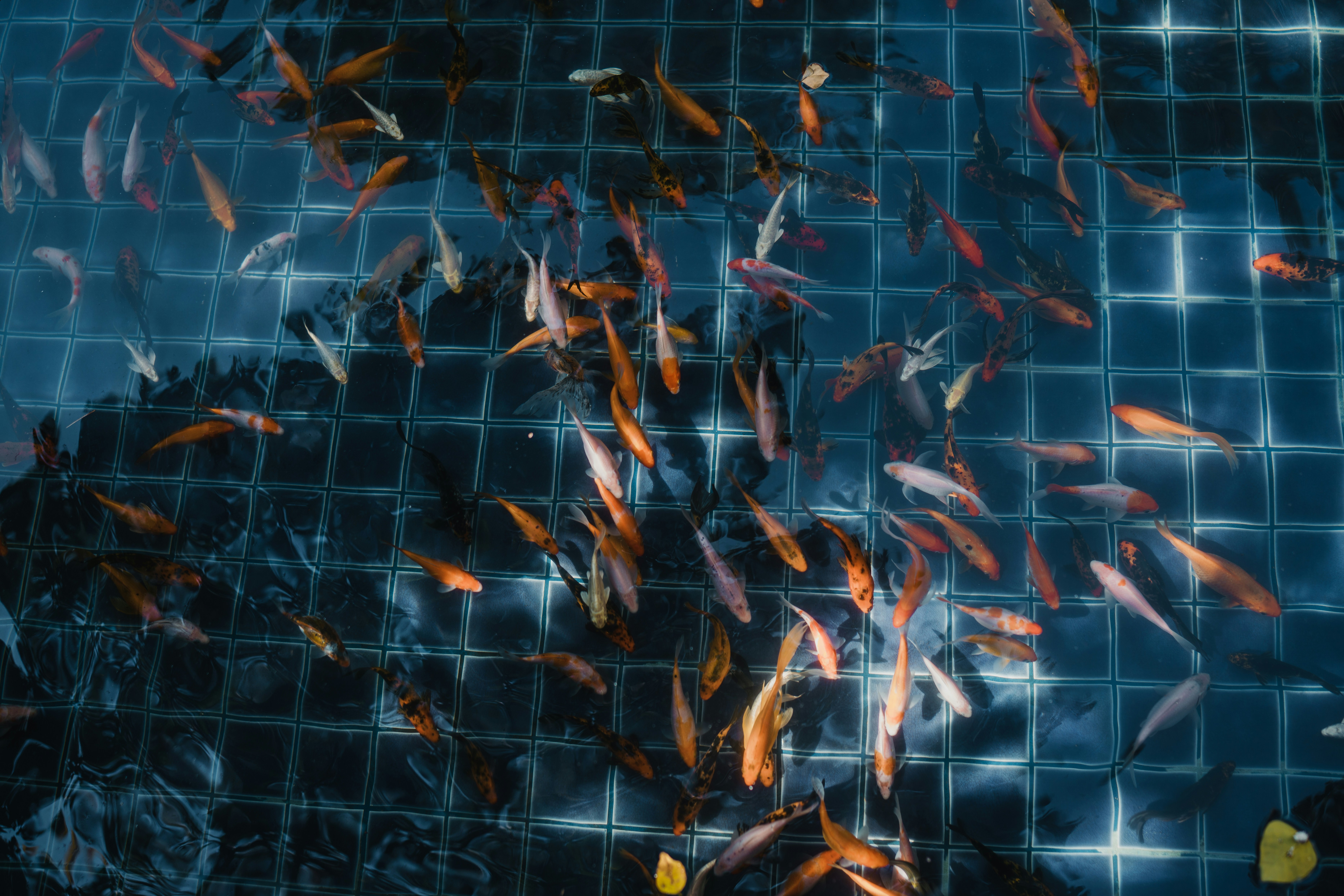 sekelompok ikan berenang di kolam air
