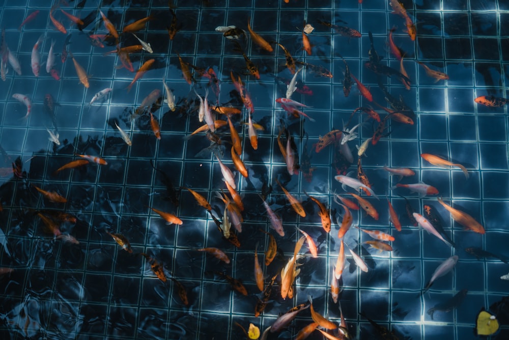 un gruppo di pesci che nuotano in una pozza d'acqua