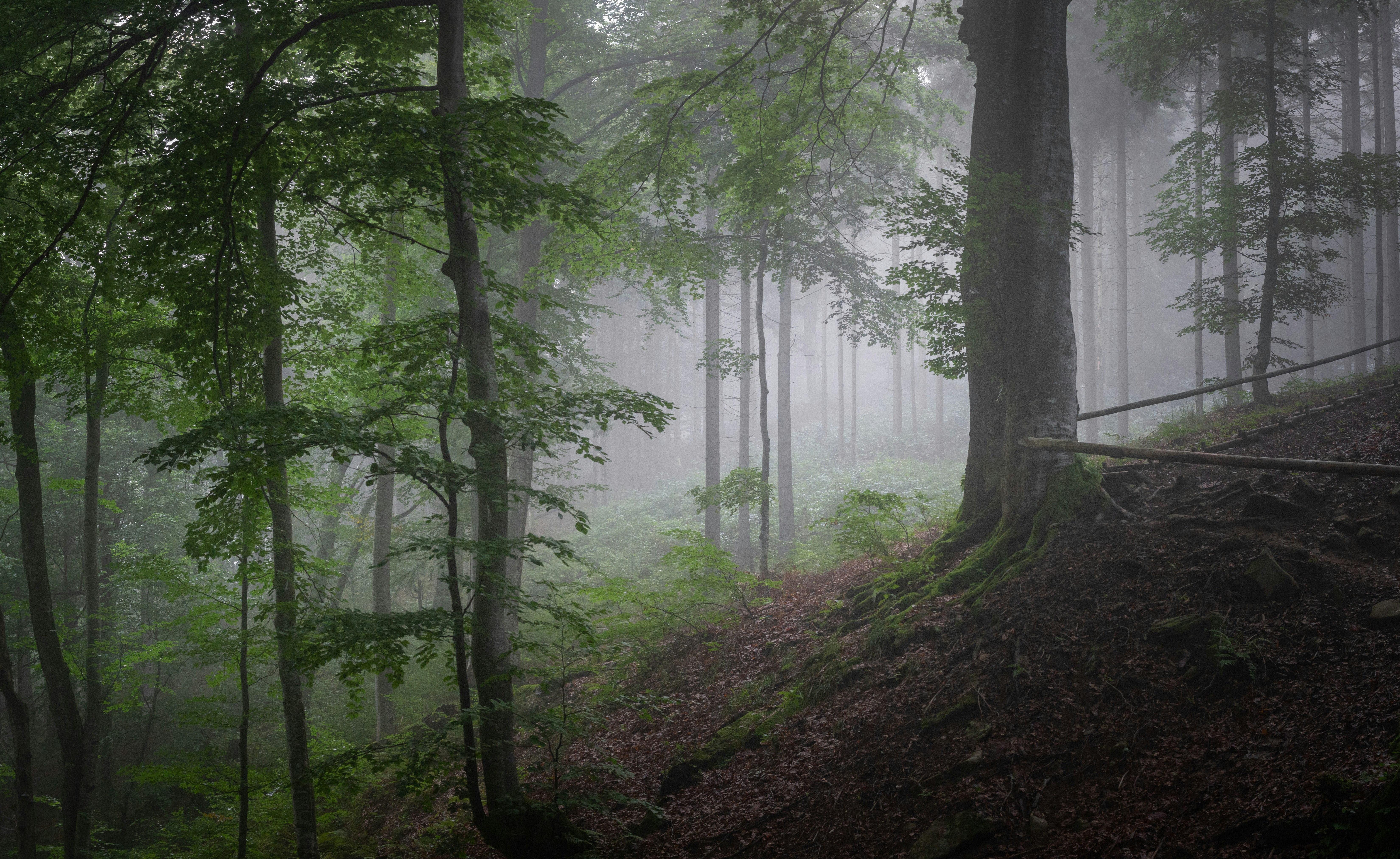 Un bosque brumoso lleno de muchos árboles foto – Imagen de Bosque gratuita  en Unsplash, image size:3000x1841