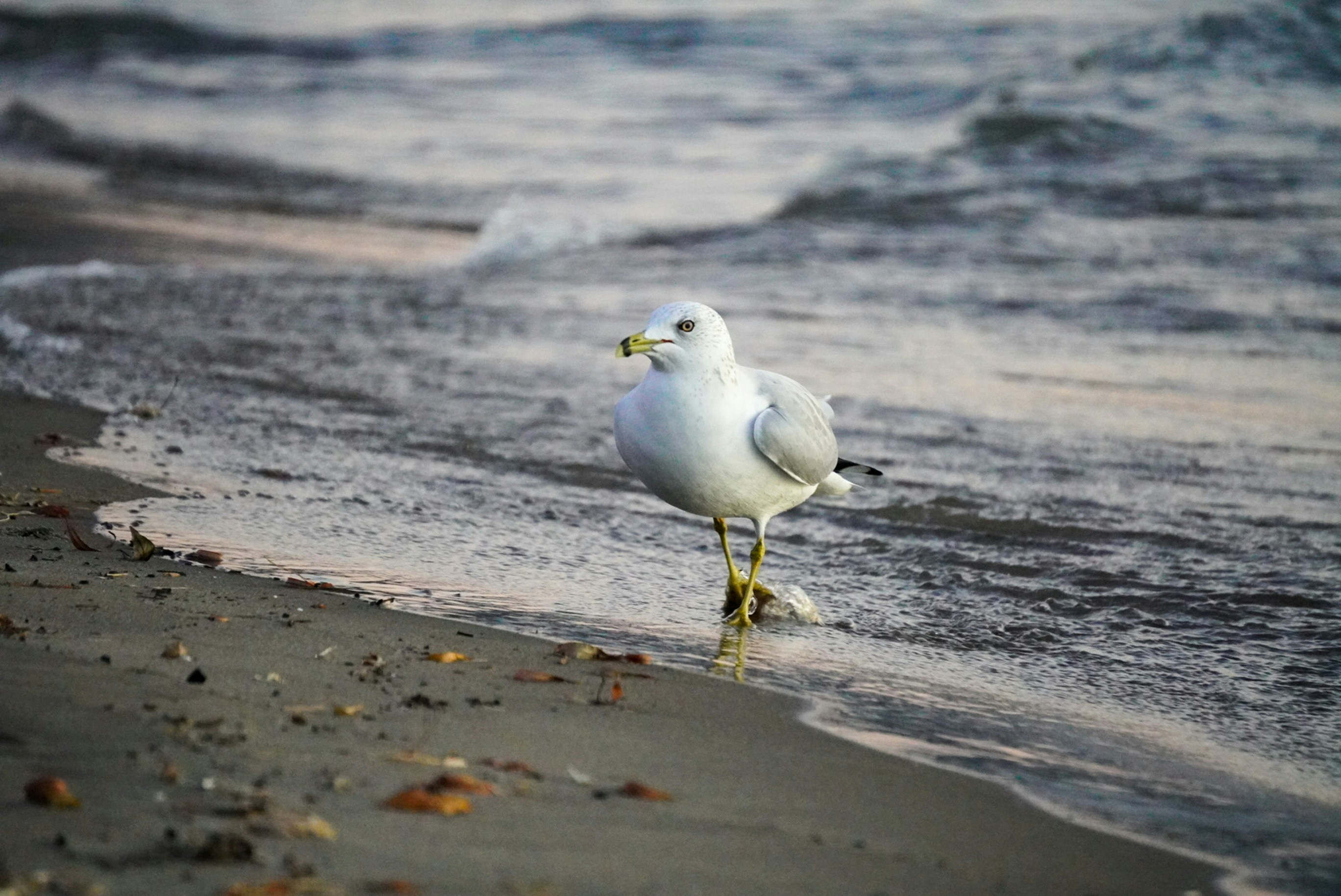 Photo by meri_vasilevski