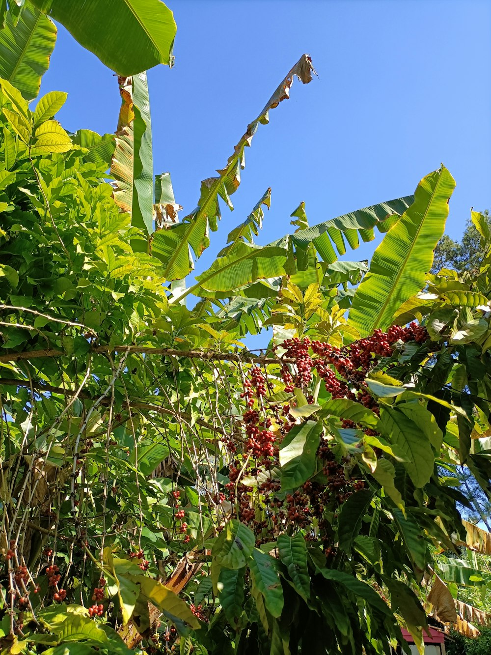 a bunch of leaves and berries growing on a tree