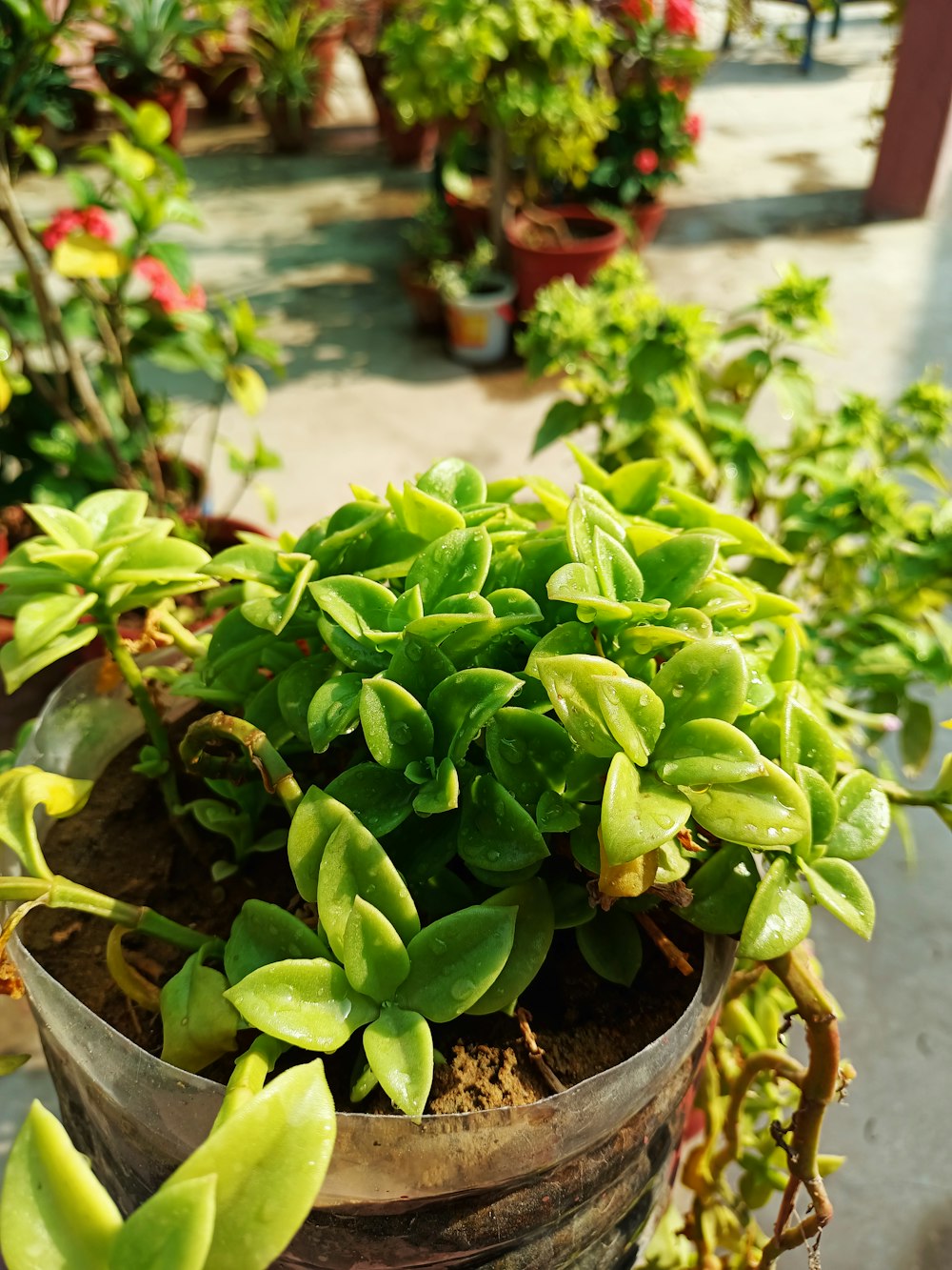 a bucket filled with lots of green plants