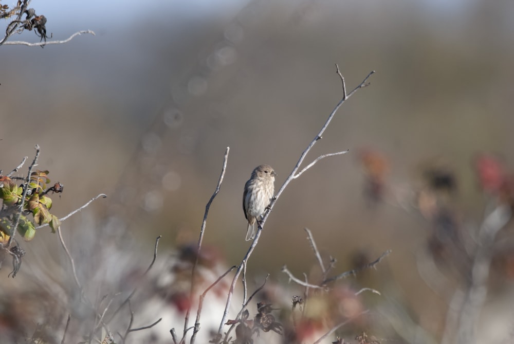 a small bird sitting on top of a tree branch