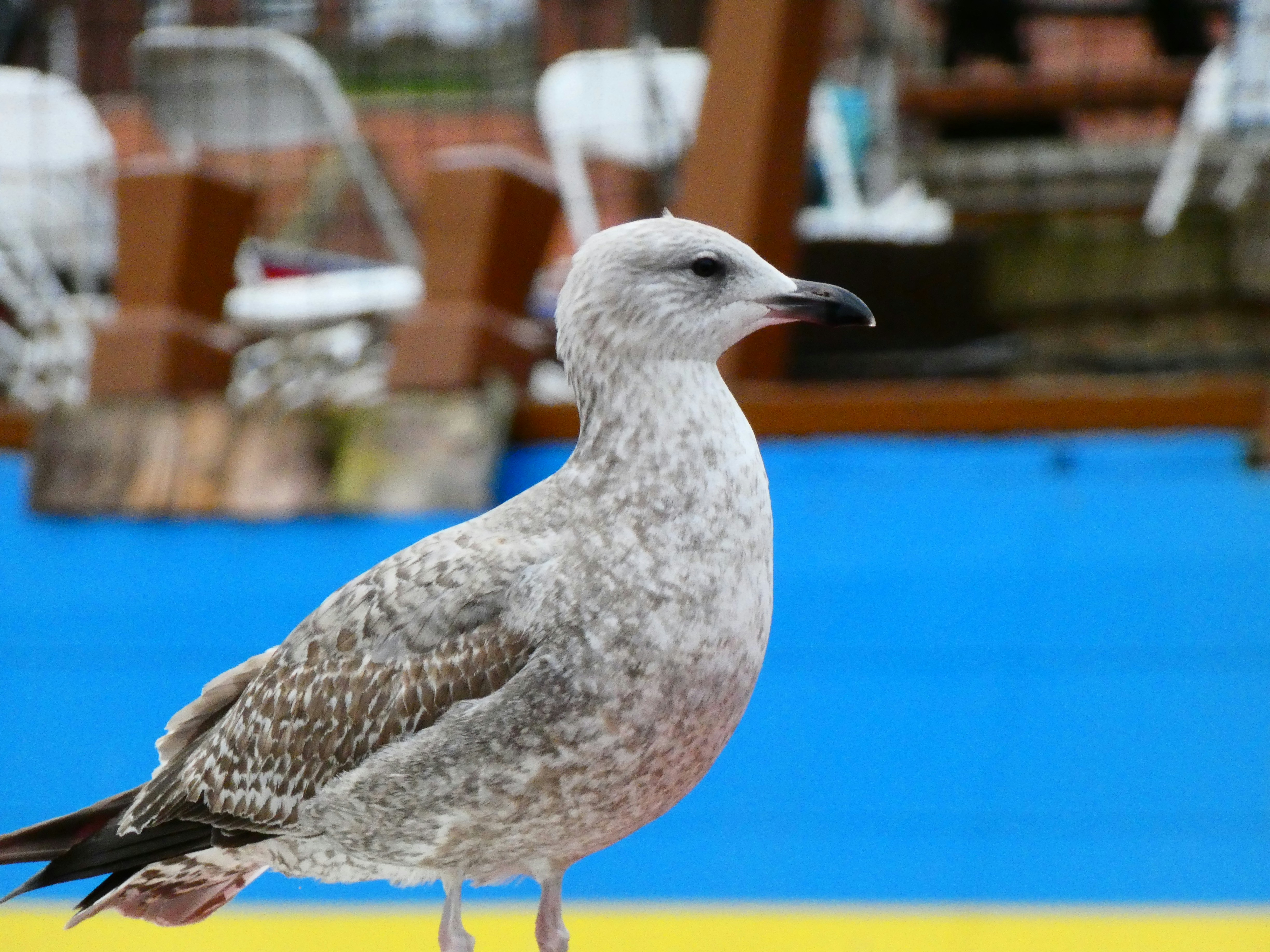 a white bird standing on top of a wooden table
