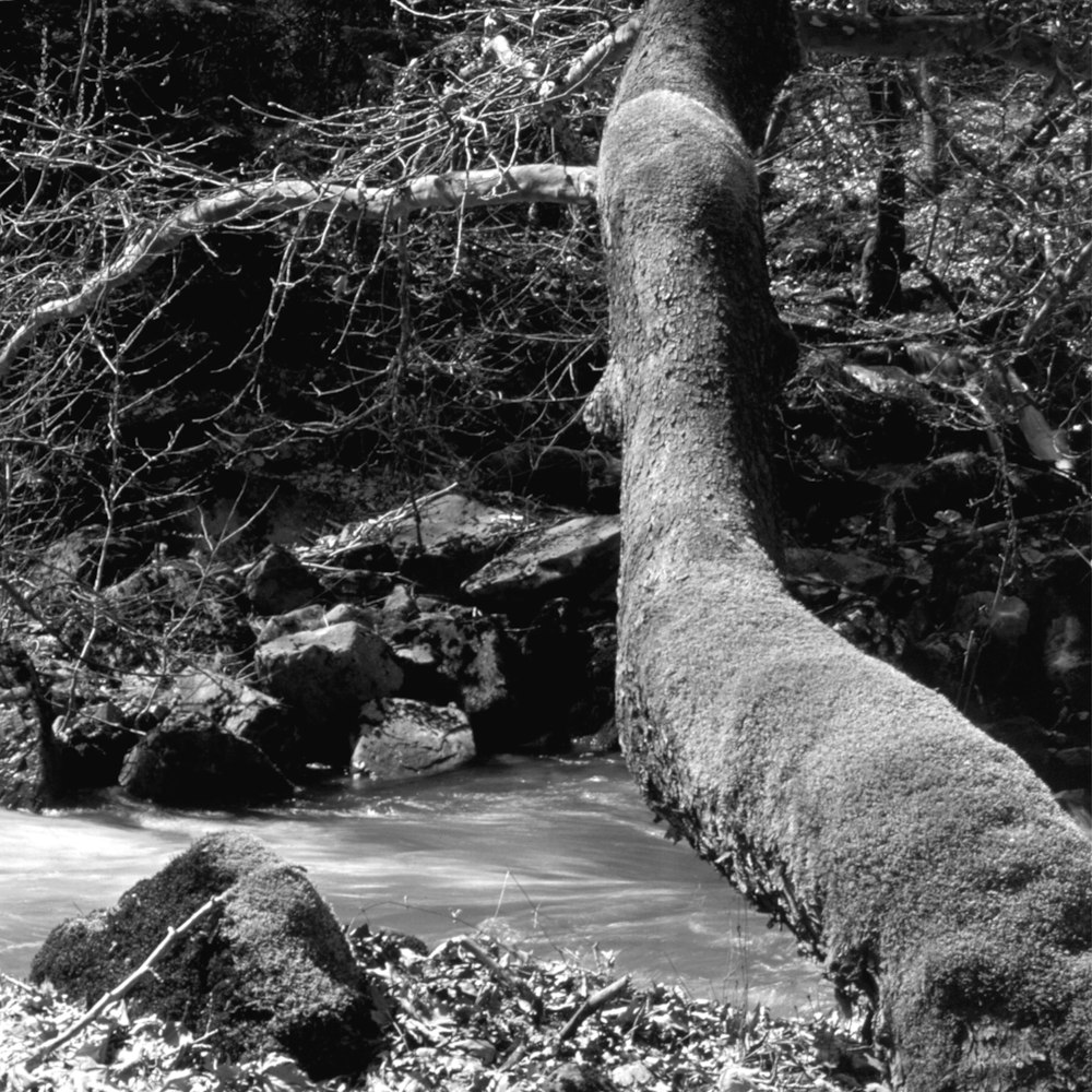 a tree leaning over a small stream in a forest