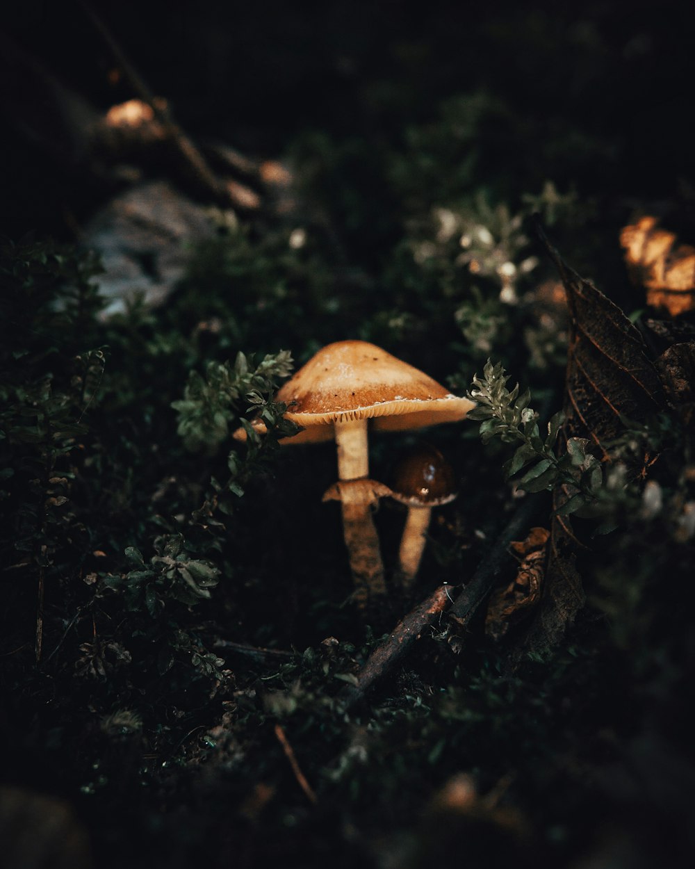 Eine Gruppe Pilze sitzt auf einem Waldboden