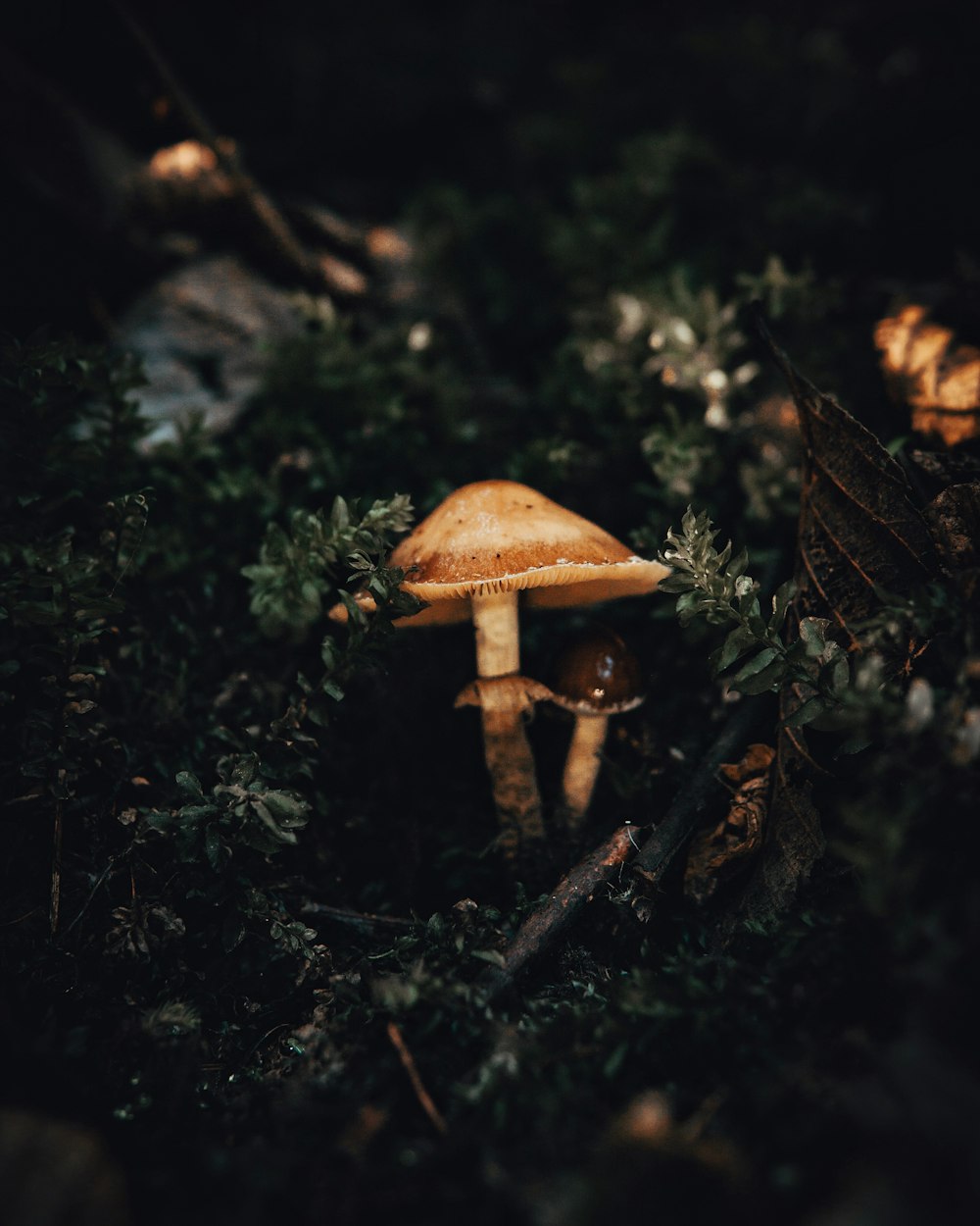 a group of mushrooms sitting on top of a forest floor