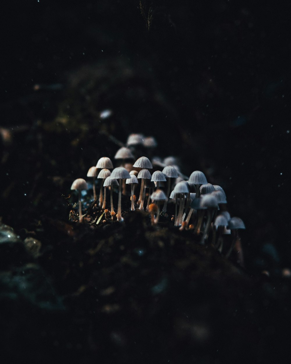 Un gruppo di funghi che crescono dal terreno