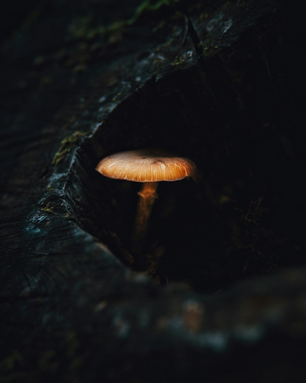 Ein Pilz, der aus der Seite eines Felsens wächst
