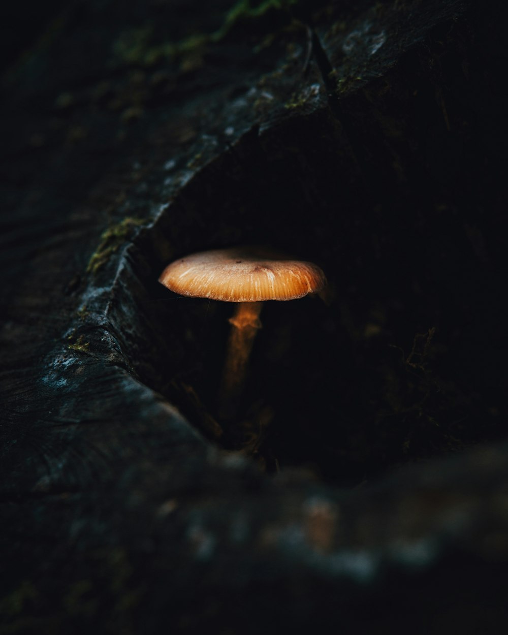 a mushroom growing out of the side of a rock