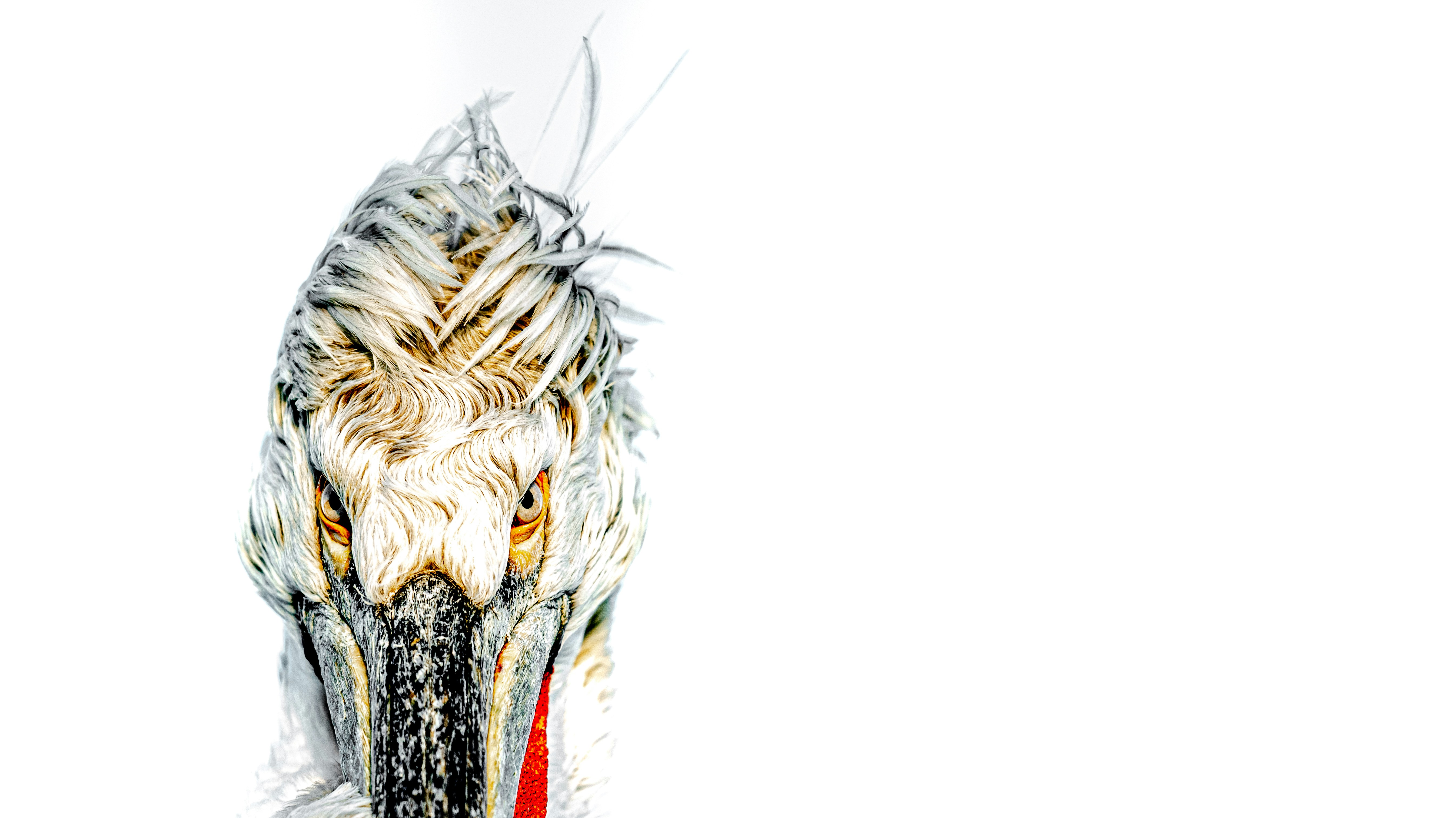 a close up of a bird's head with a white background