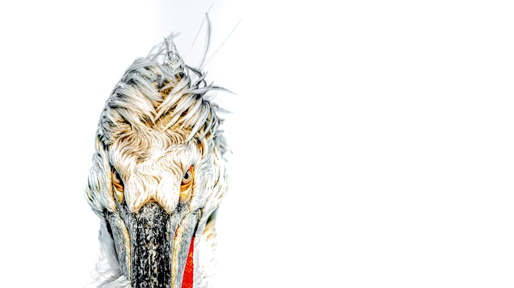 a close up of a bird's head with a white background