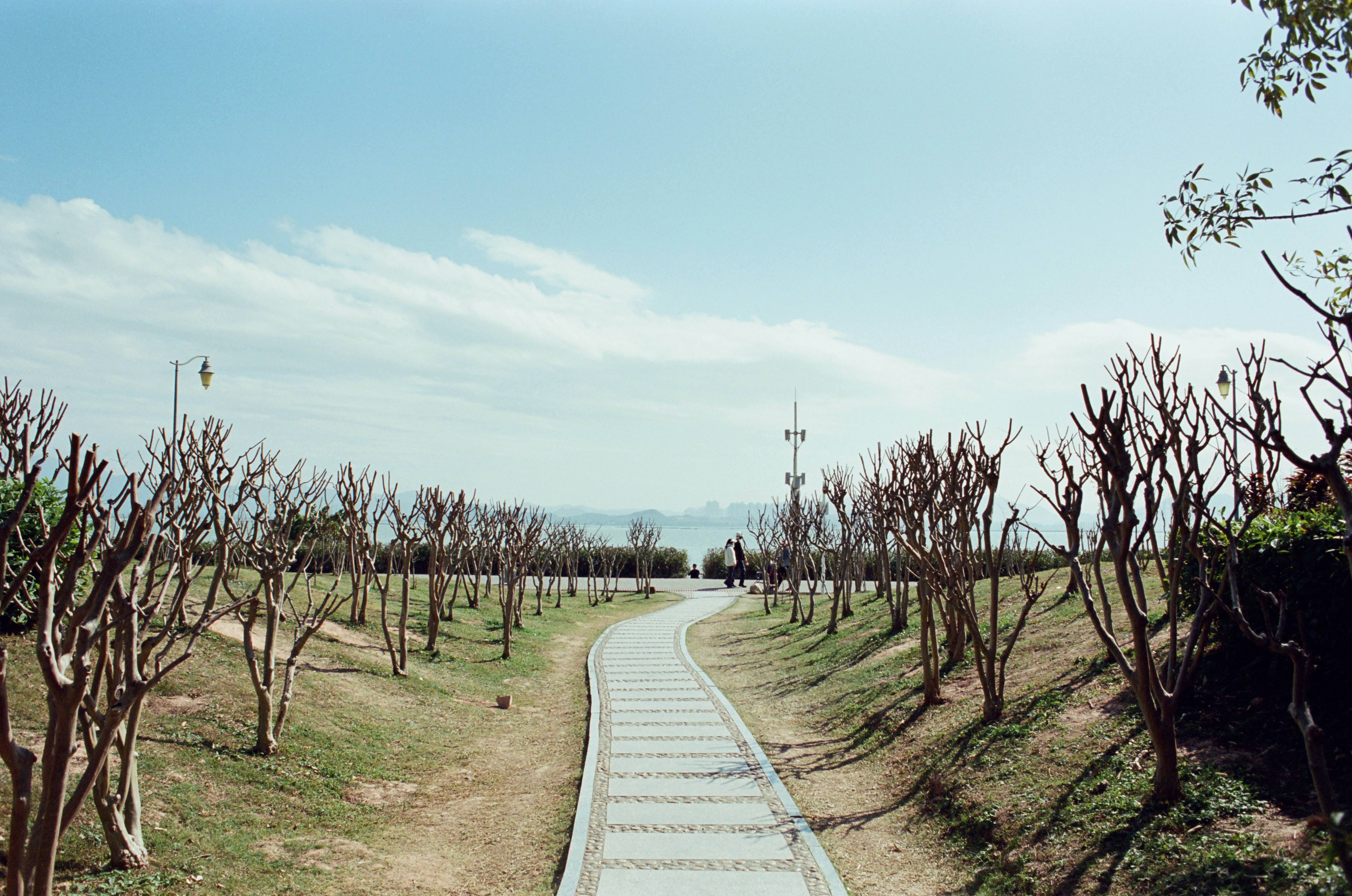 Un sentiero lastricato in un campo alberato