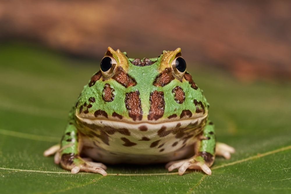 a green and brown frog sitting on top of a leaf