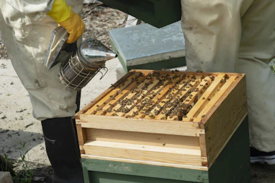 a beekeeper inspecting a beehive that is covered in honey