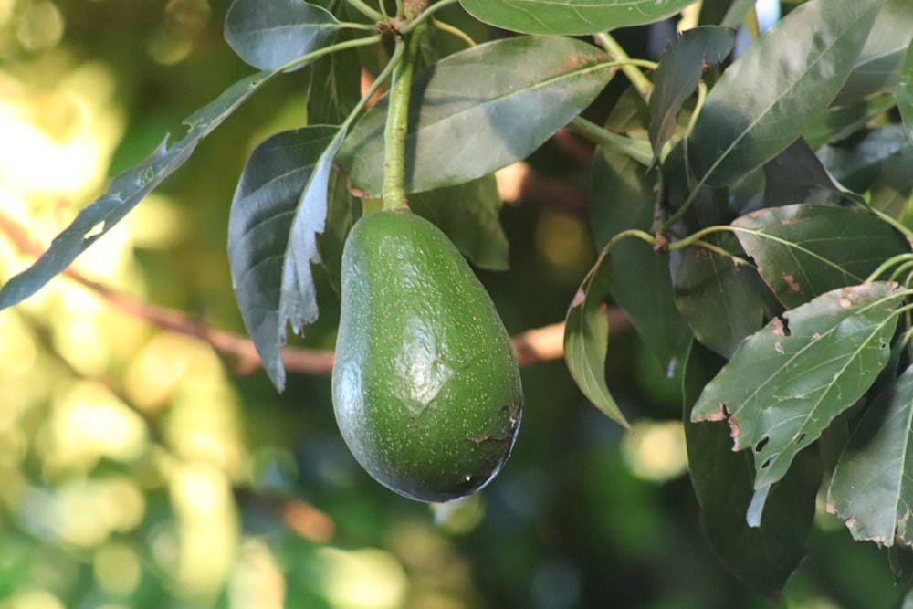 an avocado hanging from a tree with leaves