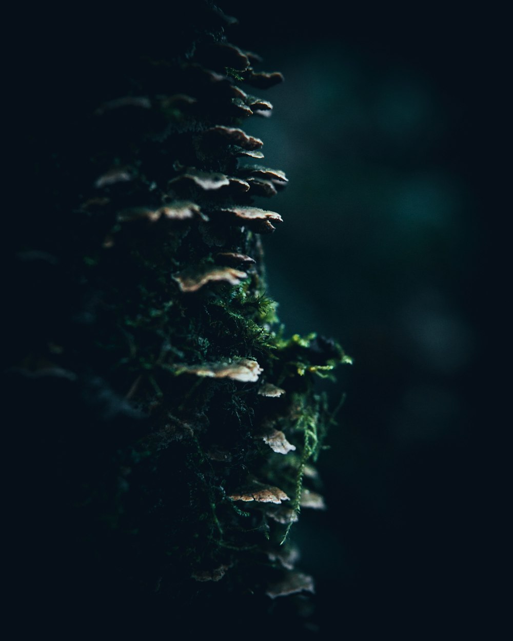 a close up of a pine cone on a tree