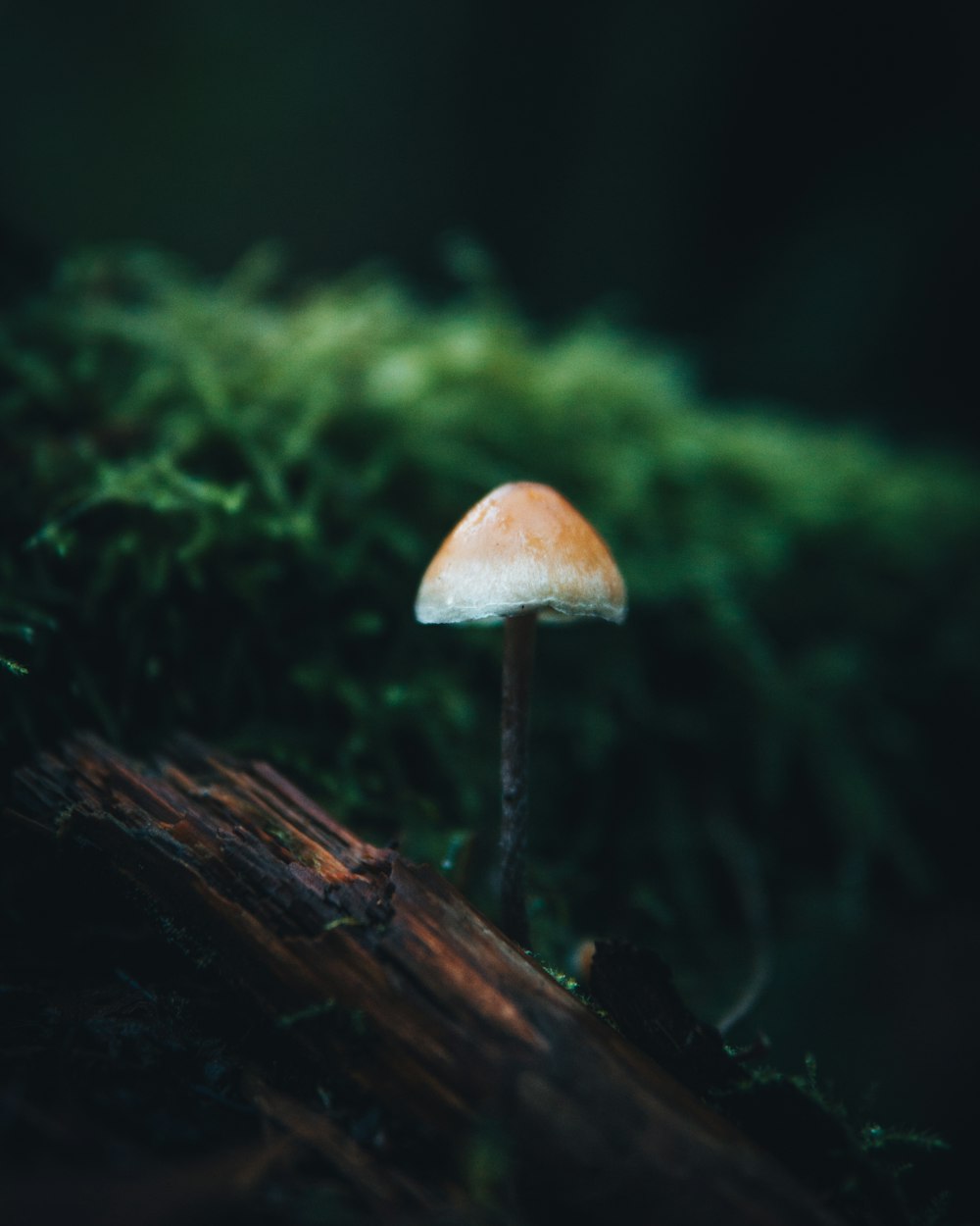 a mushroom sitting on top of a moss covered forest