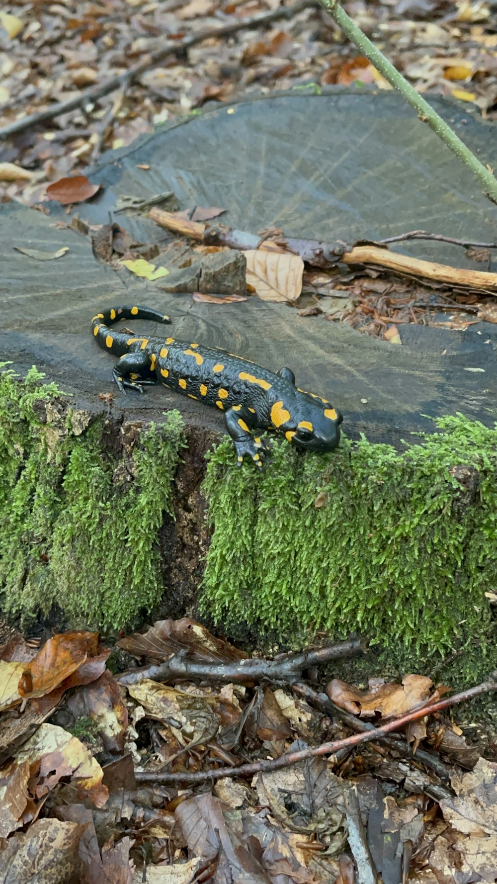 a black and yellow lizard sitting on top of a moss covered log