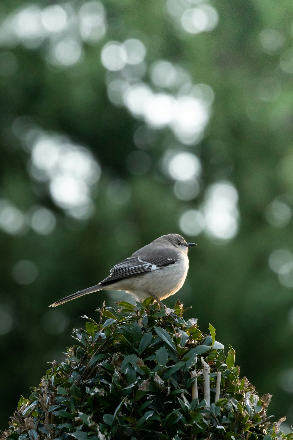 a small bird perched on top of a bush