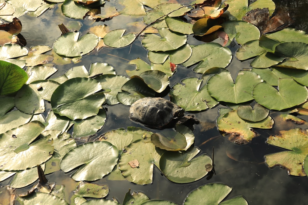 a turtle is sitting on a lily pad in a pond