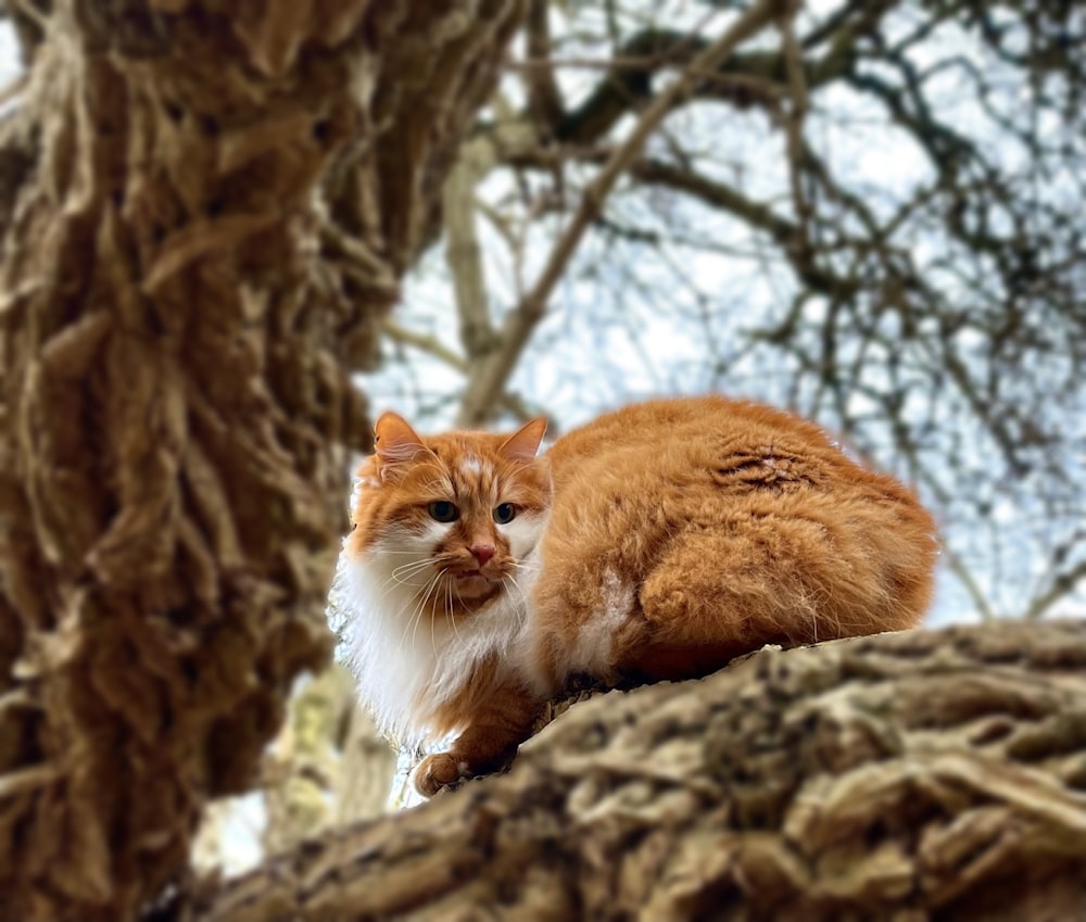an orange and white cat sitting on top of a tree