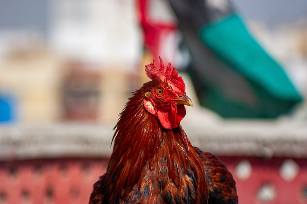 a close up of a rooster with a building in the background