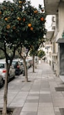 A city street lined with parked cars and a row of orange trees on a sidewalk. The trees are lush with dark green leaves and ripe oranges. The buildings on the right have balconies and various architectural details.