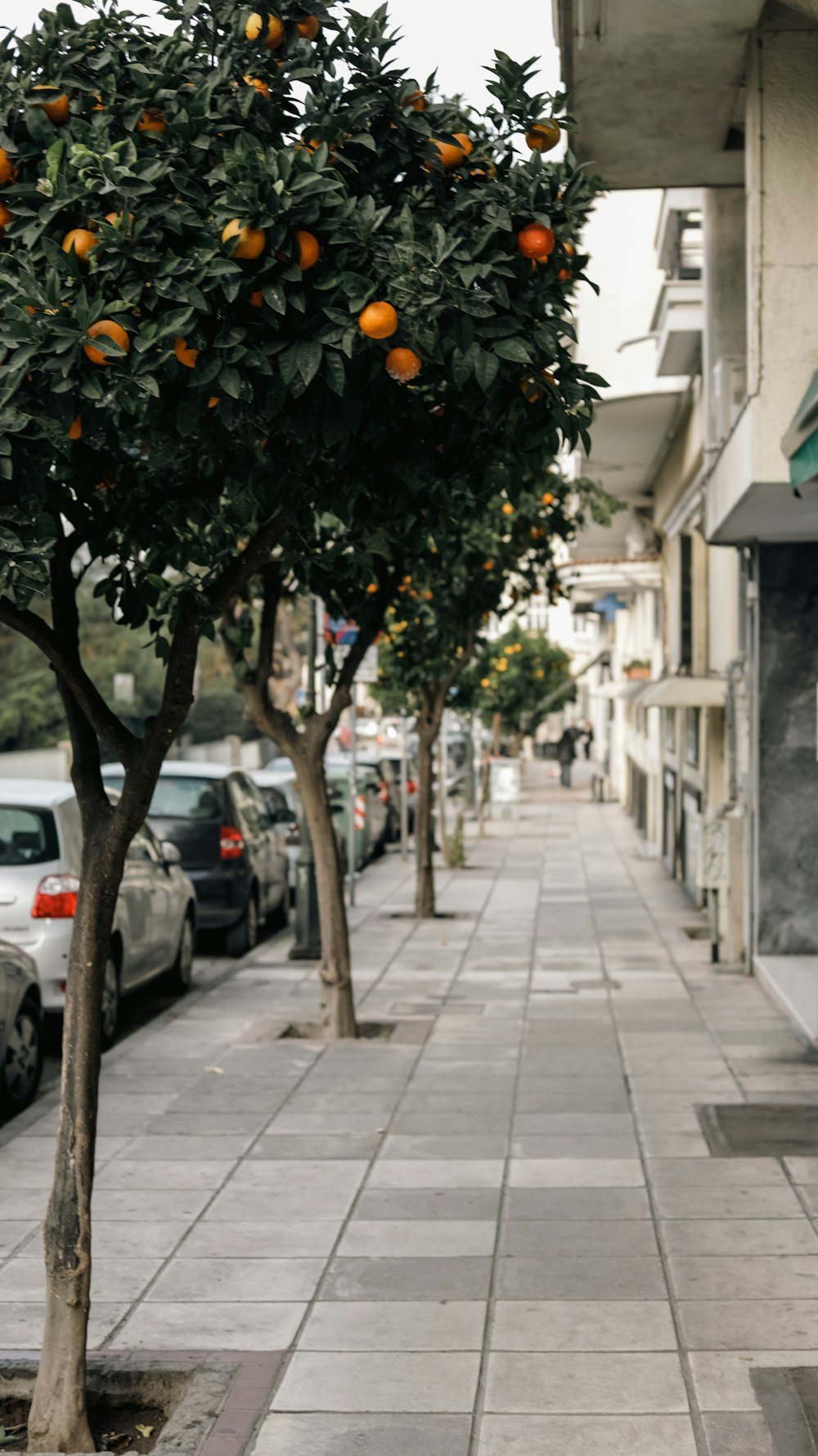 an orange tree on the side of a city street