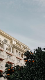 an orange tree in front of a building