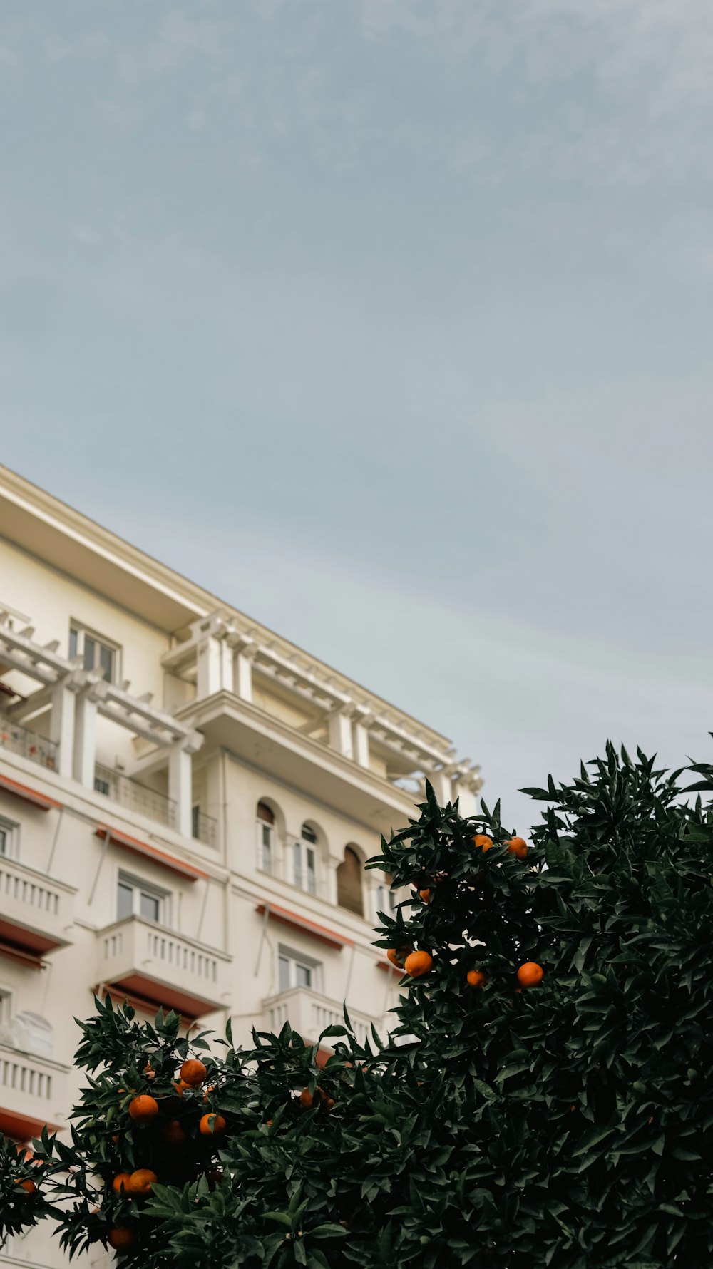 an orange tree in front of a building