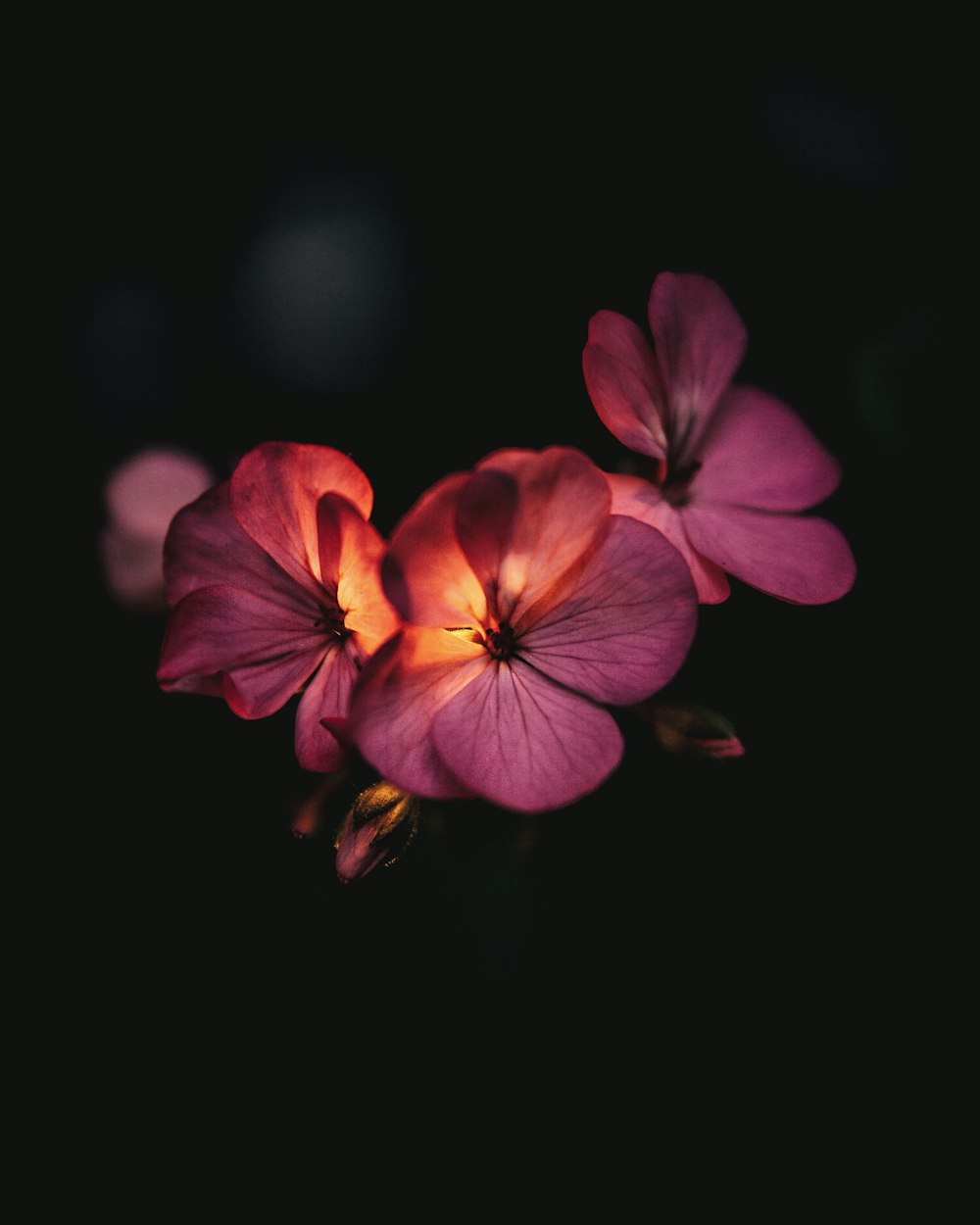 eine Nahaufnahme einiger rosa Blumen auf schwarzem Hintergrund