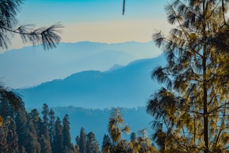 A serene Himalayan mountain scene with soft morning light filtering through pine trees, evoking calm and natural healing.
