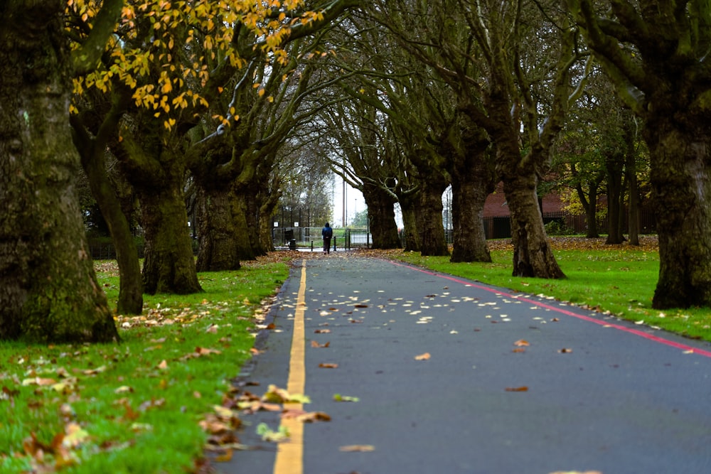 a street lined with trees with yellow leaves